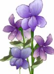 GSge2prPp08c_250x350